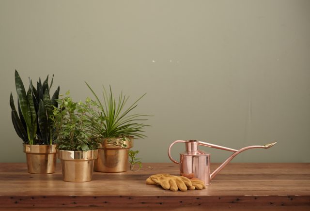 plants